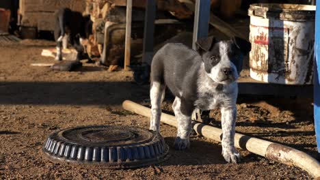 Adorable-black-and-white-Australian-cattle-dog-puppy-in-countryside-backyard,-handheld-full-shot,-day