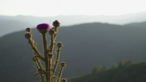 Hierbas-Con-Flores-En-La-Naturaleza.puesta-De-Sol.-4k.-Planta-Espinosa-Con-Flores-Moradas
