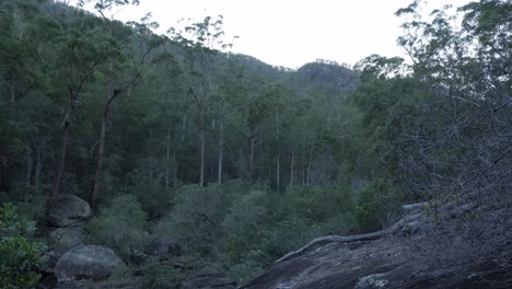 Exuberante-Bosque-Verde-En-El-Monte-Byron---Región-De-Somerset,-Queensland,-Australia