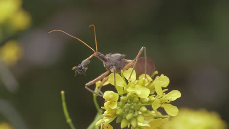 Common-Assassin-Bug-Eating-Native-Australian-Stingless-Bee-While-Sitting-On-The-Yellow-Cress-Flowers-In-The-Meadow