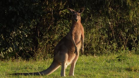 Eastern-Grey-Kangaroo-Standing-Against-Warm-Morning-Sunlight---Animal-Sanctuary-In-Queensland,-Australia---close-up