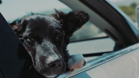 Schwarzer-Hund-Schaut-Aus-Dem-Autofenster,-Während-Das-Auto-Fährt