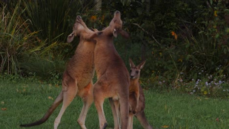 Drei-Junge-östliche-Graue-Kängurus-Kämpfen-Durch-Sparring---Kängurus-Schlagen-Und-Treten---Gold-Coast,-Qld,-Australien