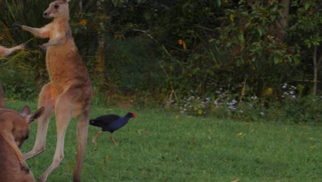 Eastern-Grey-Kangaroos-Fighting-With-Australasian-Swamphen-In-The-Background---Gold-Coast,-QLD,-Australia