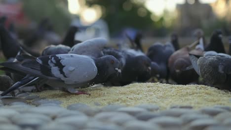 the-group-of-pigeons-eats-the-wheat-on-the-ground-at-the-city