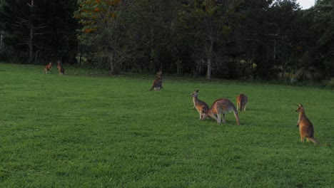 Eastern-Grey-Kangaroos-in-open-green-grassland--QLD-Australia--Wide-pan