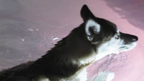 Siberian-Husky-Schwimmt-Abends-Im-Pool