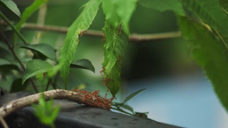 Video-Von-Ameisen,-Die-Gegen-Starken-Wind-Kämpfen-Und-Zusammenarbeiten,-Um-Von-Einem-Ast-Zum-Anderen-Zu-Gelangen
