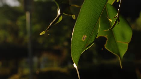 Grüne-Blätter-Eines-Baumes-Gegen-Morgensonnenlicht---Naturlandschaft-In-Queensland,-Australien---Selektiver-Fokus