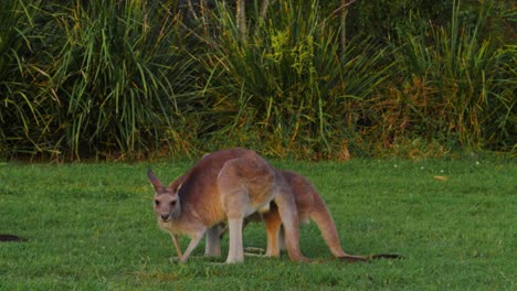 Troop-Of-Eastern-Grey-Kangaroos-Grazing---Macropus-Giganteus---Queensland,-Australia---panning-shot