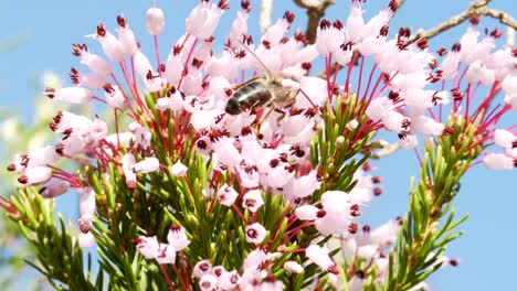Honigbienenbestäubung,-Die-Im-Frühlingsgarten-Auf-Bunten-Hyazinthenblütenblättern-Kriecht