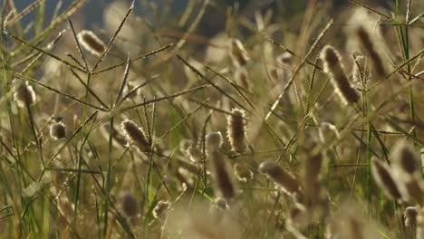 Shooting-of-dry-grass-in-nature-at-sunset