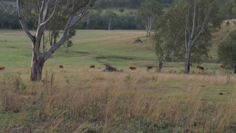 Domestic-Cows-Grazing-On-The-Farm---Green-Grass-On-The-Lush-Hill---Rural-Landscape-In-Queensland,-Australia---wide-shot