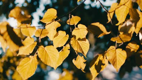 the-camera-moves-around-the-yellow-tree-leaves