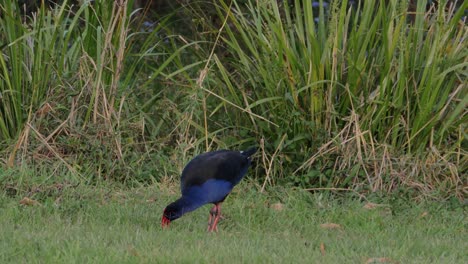 Australasian-Swamphen-Foraging-And-Pecking-Food-On-The-Grass---Porphyrio-melanotus---Gold-Coast,-QLD,-Australia
