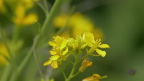 Native-Australian-Stingless-Bee-On-Yellow-Cress-Flowers---Springtime-Scene-In-Australia---selective-focus