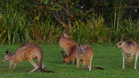 Mob-Of-Eastern-Grey-Kangaroos-On-The-Grassland---Macropus-Giganteus---Queensland,-Australia---panning-shot