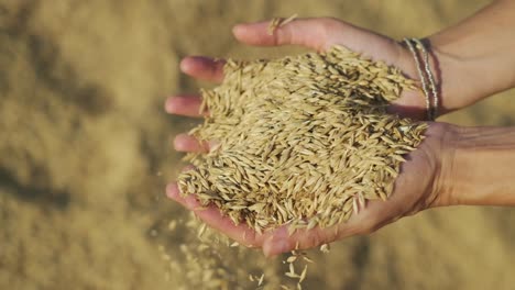 Woman-holding-wheat-seeds-in-the-palm-of-her-hands