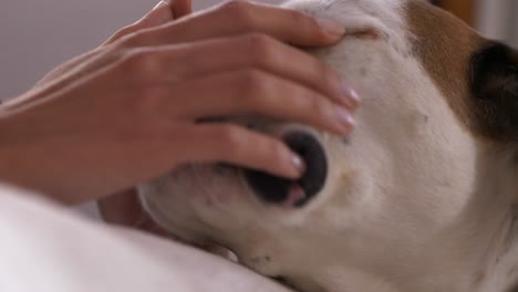 Closeup-of-adorable-boxer-dog-licking-woman's-hand,-handheld,-interior