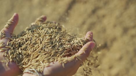 4K-shot-of-wheat-pouring-slow-motion-from-palm