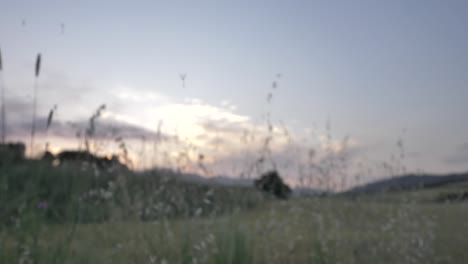 Common-Dandelion-Seeds-blowing-over-Meadow-Field-at-Evening,-Pan