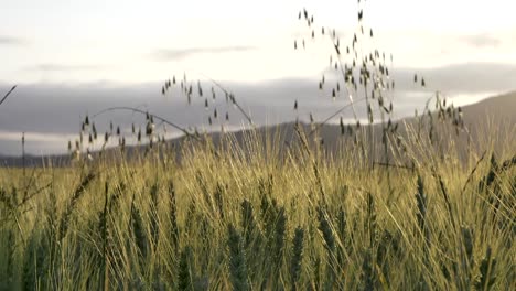 Nahaufnahme-Von-Ährchen-Weizen,-Der-Vom-Wind-Auf-Goldenem-Feld,-Handheld,-Sonnenuntergang-Verweht-Wird