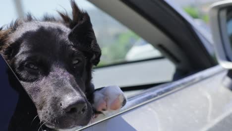 black-dog-is-looking-from-the-car-window-while-the-car-is-cruising