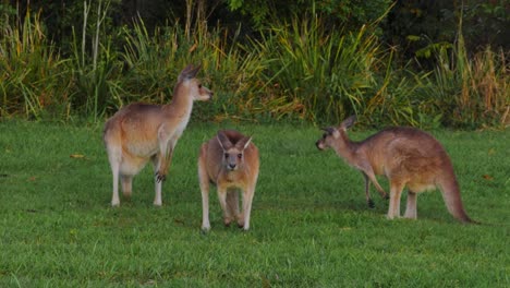 Mob-Of-Eastern-Grey-Kangaroos-At-The-Park---Queensland,-Australia---panning-shot