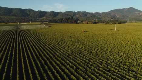 wide-landscape-aerial-of-vineyard-vine-trimmer-tractor-within-grape-vines