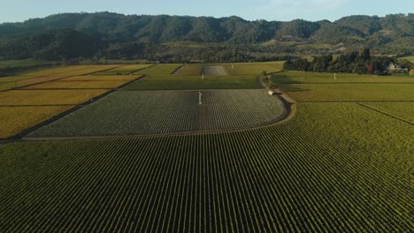 aerial-Parallax-on-endless-fall-vineyard-vines-in-the-Napa-Valley