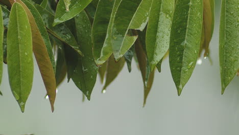 Close-up-shot-of-green-wet-plants-during-rain-monsoon-in-Bali