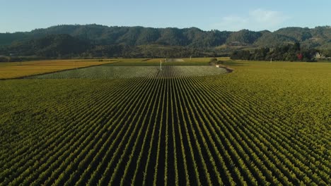 Aerial-shot-thats-lowering-on-large-green-vines-in-the-napa-valley