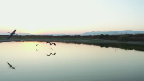 drone-shot-of-storks-in-a-pond-at-sunset