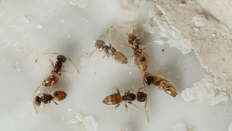Hormigas-Fantasmas-Muriendo-Por-Ser-Expuestas-Por-Tiza-Milagrosa
