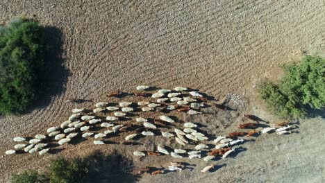 Aerial-view-of-sheep-walking-through-the-dirt-and-fields