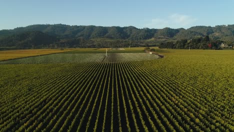 Aerial-pull-up-on-endless-green-vineyards-in-the-napa-valley