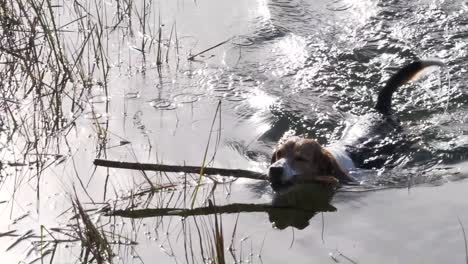 Beagle-dog-swims-in-water-with-a-wooden-stick-in-mouth