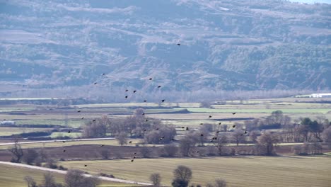 Flock-of-birds-fly-over-valley.-Handheld-tracking