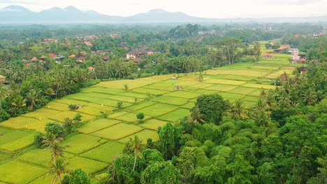Aerial-view-over-green-rice-field-and-farm-in-Bali,-Ubud,-wide-shot