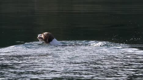 Beagle-Schwimmt-Im-Wasser-Und-Nimmt-Einen-Holzstab-Zurück