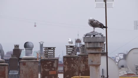 Seagulls-resting-and-grooming-while-perched-on-a-rooftop-in-Barcelona,-Spain