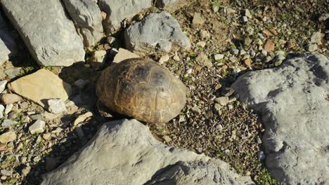 A-tortoise-walking-on-top-of-stones.-4K