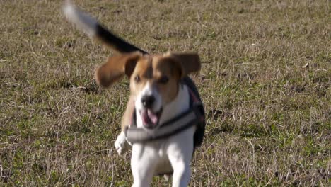 Glücklicher-Junger-Beagle-Hund-Läuft-Auf-Rasen.-Zeitlupe