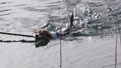 Cámara-Lenta-De-Perro-Beagle-Nadando-En-Agua-De-Lago-Con-Palo-De-Madera-En-La-Boca