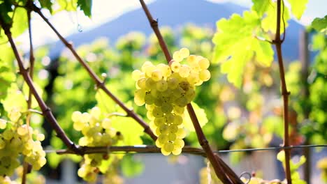 Hermosas-Uvas-De-Vino-En-La-Plantación-De-Vino-En-Tirol-Del-Sur,-Italia