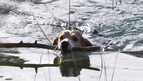 Beagle-Hund-Schwimmt-Im-Wasser-Und-Hält-Einen-Holzstab-Mit-Zähnen