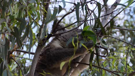 Oso-Koala-Alimentándose-De-Las-Hojas-De-Un-árbol-De-Eucalipto