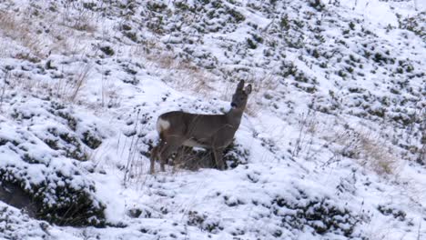 Fawn-or-brocket-motionless-on-snow.-Handheld