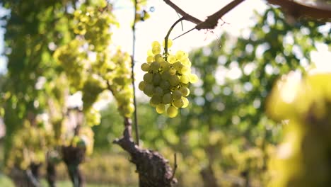 Schöne-Weintrauben-Auf-Der-Weinplantage-In-Südtirol,-Italien