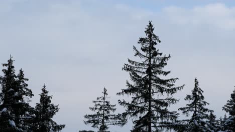 Bäume-In-Der-Mitte-Der-Winterlandschaft-In-Den-Alpen